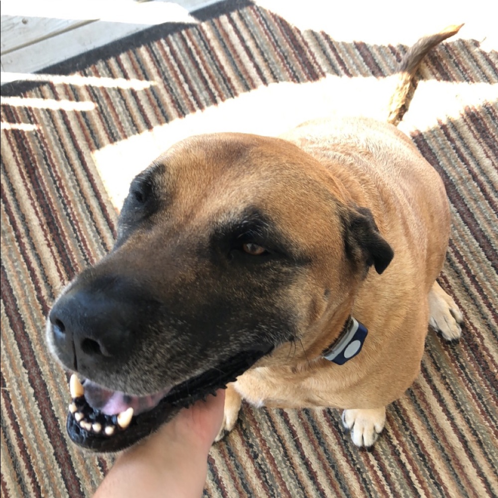 My dog!